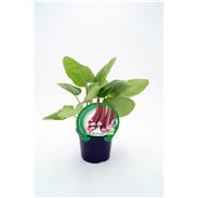 Ruibarbo M-10,5 Rheum rhabarbarum - 02025126 (1)