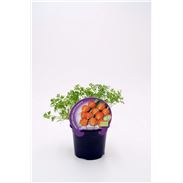 Zanahoria París M-10,5 Daucus carota - 02025127 (1)