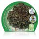 Pack Lechuga Hoja De Roble 12 u Lactuca sativa - 02031031 (2)
