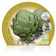 Pack Alcachofa 6 Ud. Cynara scolymus - 02031045 (2)