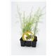 Pack Espárrago 6 Ud. Asparagus officinalis - 02031046 (1)