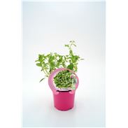 Mejorana M-10,5 Origanum majorana - 02030024 (1)