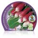 Rábano Mediano Punta Blanca M-10,5 Raphanus sativus - 02025095 (2)