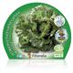 Pack Lechuga Maravilla 12 Ud. Lactuca sativa - 02031002 (2)