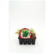 Pack Acelga Amarilla de Lyon 12 Ud. Beta vulgaris - 02031009 (1)