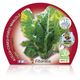 Pack Acelga Amarilla de Lyon 12 Ud. Beta vulgaris - 02031009 (2)