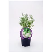 Hinojo M-10,5 Foeniculum vulgare - 02025087 (1)