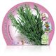Estragón M-10,5 Artemisia dracunculus - 02030008 (2)