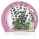 Poleo M-10,5 Mentha pulegium - 02030014 (2)