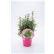 Romero M-10,5 Rosmarinus officinalis - 02030015 (1)