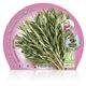 Romero M-10,5 Rosmarinus officinalis - 02030015 (2)