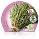 Tomillo M-10,5 Thymus vulgaris - 02030022 (2)