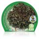 Lechuga Hoja de Roble M-10,5 Lactuca sativa - 02025042 (2)