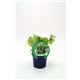 Lechuga Maravilla M-10,5 Lactuca sativa - 02025045 (1)