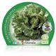 Lechuga Maravilla M-10,5 Lactuca sativa - 02025045 (2)