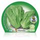 Lechuga Romana M-10,5 Lactuca sativa - 02025046 (2)