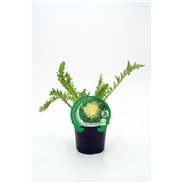 Escarola Cabello de Ángel M-10,5 Cichorium endivia - 02025047 (1)