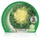 Escarola Cabello de Ángel M-10,5 Cichorium endivia - 02025047 (2)