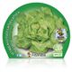 Lechuga Trocadero M-10,5 Lactuca sativa - 02025044 (2)