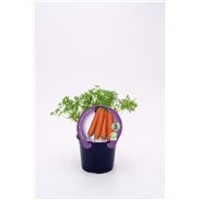 Justa de tamaño. Zanahoria M-10,5 Daucus carota - 02025063 (1)