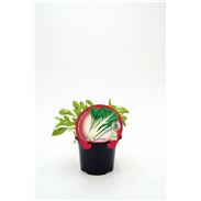 Acelga Verde M-10,5 Beta vulgaris - 02025150 (1)