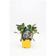 Tatsoi M-10,5 Brassica rapa var. narinosa - 02027003 (1)