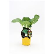 Pak Choi M-10,5 Brassica rapa var. chinensis - 02027004 (1)