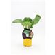 Pak Choi M-10,5 Brassica rapa var. chinensis - 02027004 (1)