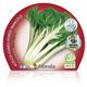 Pack Acelga Verde 12 Ud. Beta vulgaris - 02031087 (2)