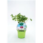 Rábano KIDS M-10,5 Raphanus sativus - 02034004 (1)