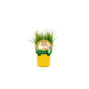 Hierba Para Gatos M-10,5 Dactylis glomerata - 02039005 (1)