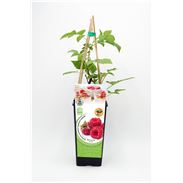 Frambuesa 2l Rubus idaeus - 02040001 (1)