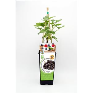 Grosella Negra 2l Ribes nigrum