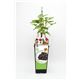 Grosella Negra 2l Ribes nigrum - 02040003 (1)