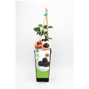 Mora 2l Rubus fruticosus - 02040004 (1)