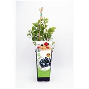 Arándano 2l Vaccinium corymbosum - 02040005 (1)