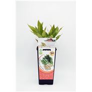 Laurel 2l Laurus nobilis - 02040009 (1)
