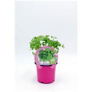 Perifollo M-10,5 Anthriscus cerefolium - 02030033 (1)