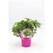 Melisa M-10,5 Melissa officinalis - 02030035 (1)