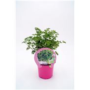 Perejil Rizado M-10,5 Petroselinum crispum - 02030027 (1)