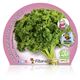 Perejil Rizado M-10,5 Petroselinum crispum - 02030027 (2)