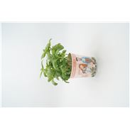 Albahaca Gourmet Ocimum basilicum - 02029001 (1)