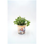 Orégano Gourmet Origanum vulgare - 02029004 (1)