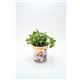 Orégano Gourmet Origanum vulgare - 02029004 (1)