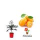 Kumquat 5 l (M-22) - Fortunella margarita - 03051002 (0)