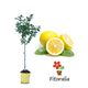 Limonero Eureka 10 l (M-25) - Citrus x limon