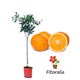 Naranjo 10 l (M-25) - Citrus x sinensis - 03051011 (0)