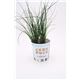 Cebollino Gourmet Allium schoenoprasum - 02029002 (2)