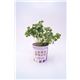 Perejil Gourmet Petroselinum crispum - 02029005 (2)