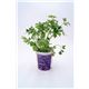 Perejil Gourmet Petroselinum crispum - 02029005 (4)